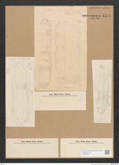 Diatomeae indet. Zeichnungen Sammlung Grunow Nr. 4474 (NHMW-BOT-W0372431)